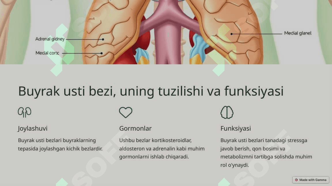 Endokrin tizim: gormonlarning ahamiyati 4