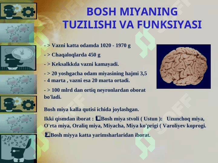 BOSH MIYANING TUZILISHI VA FUNKSIYASI 4