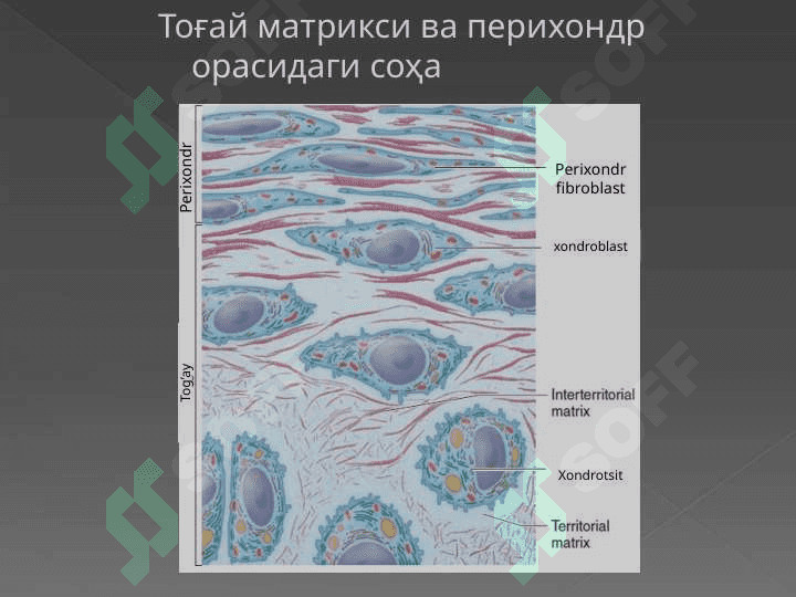 Тоғай тўқимаси 4