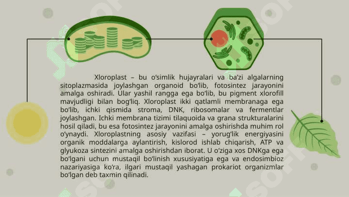 Xloroplast genomi 3