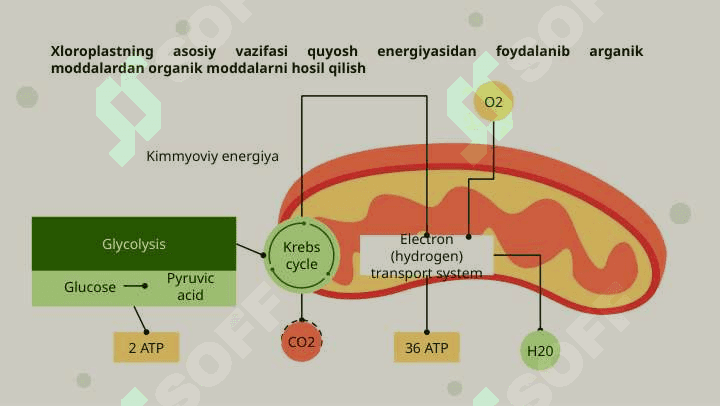 Xloroplast genomi 4
