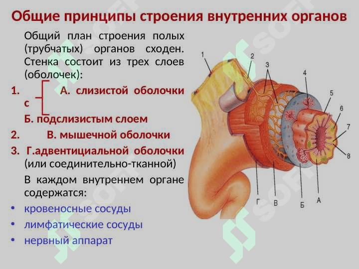 ОБЩАЯ СПЛАНХНОЛОГИЯ 5