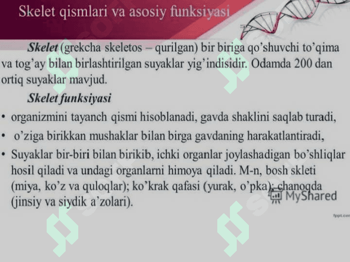 Skelet sistemasining tuzilishi va yoshga xususiyatlari 3