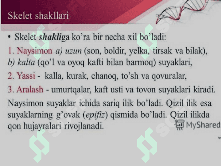 Skelet sistemasining tuzilishi va yoshga xususiyatlari 4