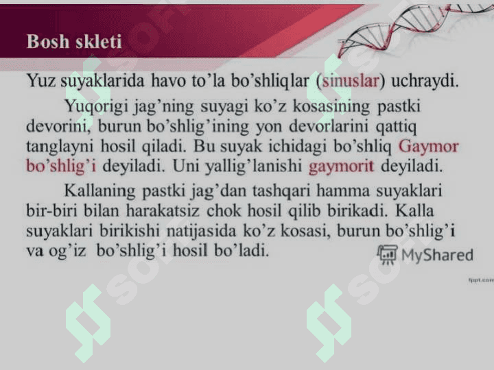Skelet sistemasining tuzilishi va yoshga xususiyatlari 7