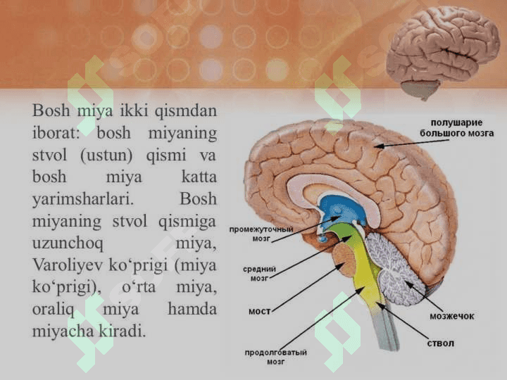 BOSH MIYA FIZIOLOGIYASI 5
