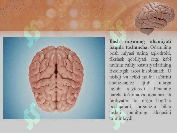 BOSH MIYA FIZIOLOGIYASI 7