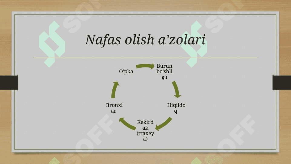 NAFAS SISTEMASI,FIZIOLOGIYASI VA BOSHQARILISHI 5