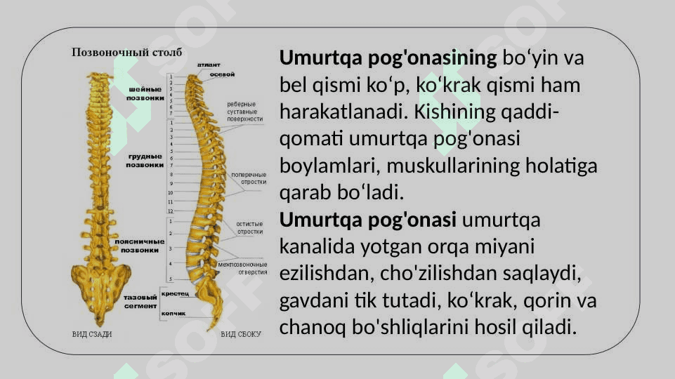 Umurtqa pog'onasining tuzilishi va o‘zaro birikuvi. 4