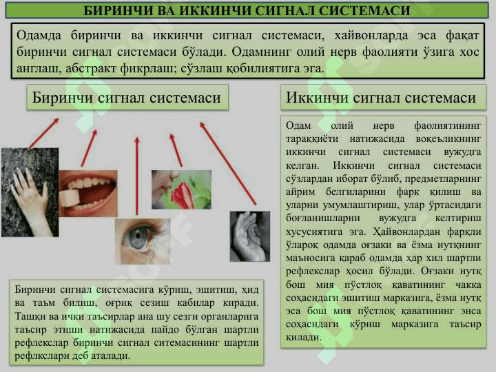 Олий нерв фаолиятининг ѐшга  оид  хусусиятлари 3