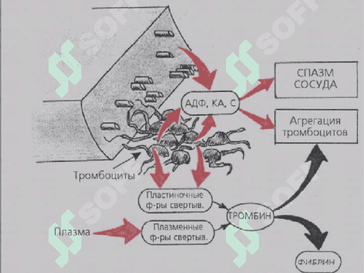 Qon ivish tizimi laborator koʻrsatkichlari 8