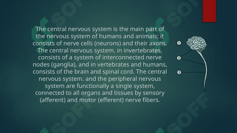 The central nervuous system grammar future continuous tense 3
