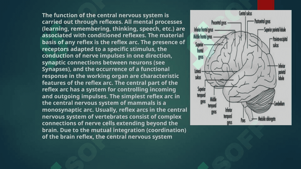 The central nervuous system grammar future continuous tense 4