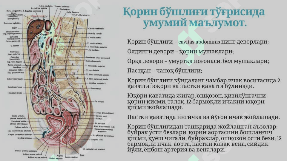 lngichka va yo'g'on ichak. Qorin pardaning tuzilishi. 3
