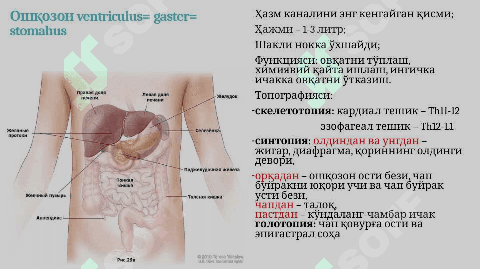 lngichka va yo'g'on ichak. Qorin pardaning tuzilishi. 4
