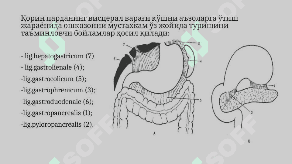 lngichka va yo'g'on ichak. Qorin pardaning tuzilishi. 7