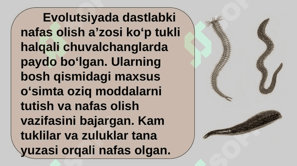 HAYVONLARNING NAFAS OLISH ORGANLARI EVOLUTSIYASI 8