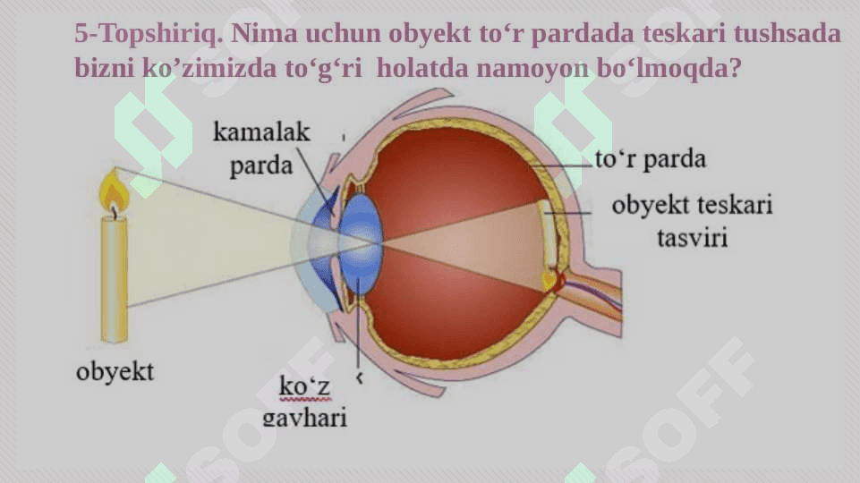 Eshitish organlarining tuzilishi, eshitish gigiyenasi 7