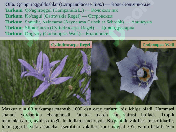Qoqio'tkabilar (Asteridae) va Yalpizkabilar (Lamidae) ajdodchalari 3