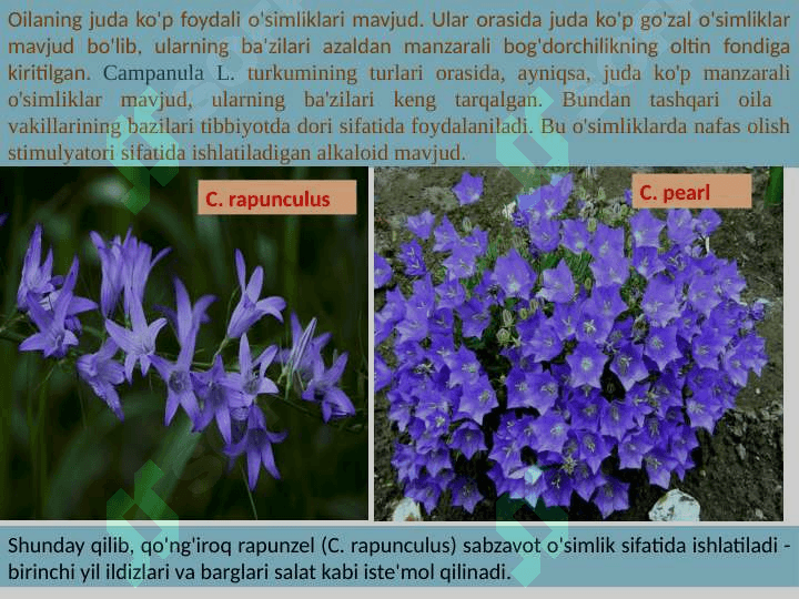 Qoqio'tkabilar (Asteridae) va Yalpizkabilar (Lamidae) ajdodchalari 4