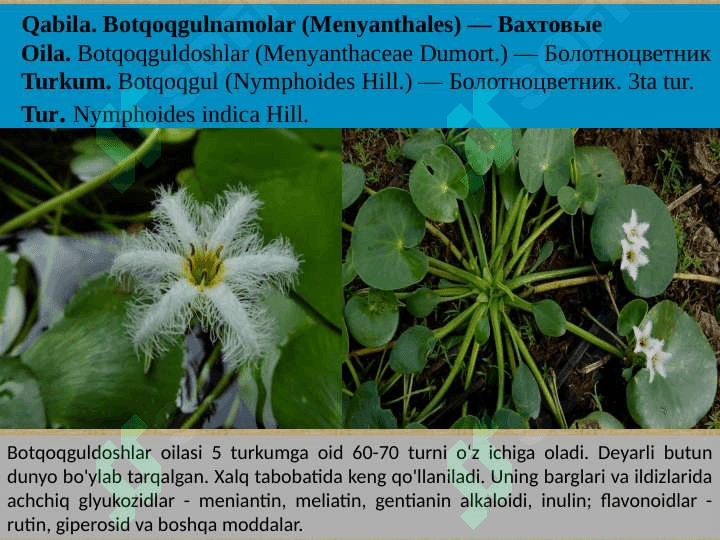 Qoqio'tkabilar (Asteridae) va Yalpizkabilar (Lamidae) ajdodchalari 5