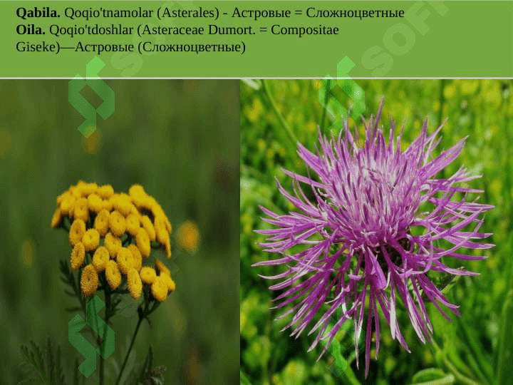 Qoqio'tkabilar (Asteridae) va Yalpizkabilar (Lamidae) ajdodchalari 6