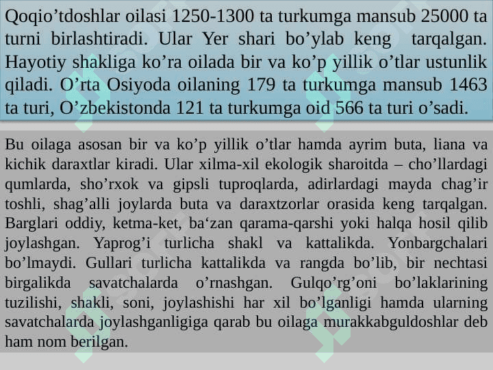 Qoqio'tkabilar (Asteridae) va Yalpizkabilar (Lamidae) ajdodchalari 7
