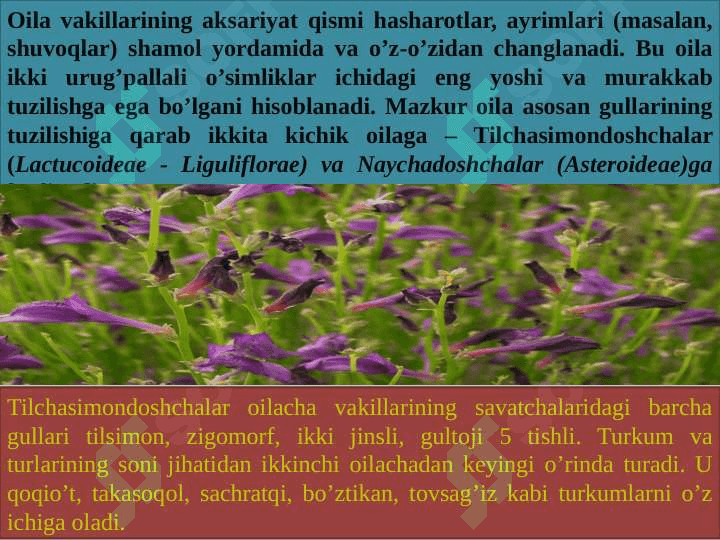 Qoqio'tkabilar (Asteridae) va Yalpizkabilar (Lamidae) ajdodchalari 8