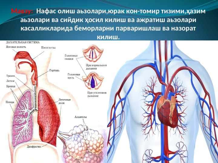 Нафас олиш аьзолари,юрак кон-томир тизими,ҳазим аьзолари ва сийдик ҳосил килиш ва ажратиш аьзолари касалликларида беморларни парваришлаш ва назорат килиш.