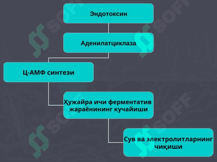Salmonellyoz. ppt 7