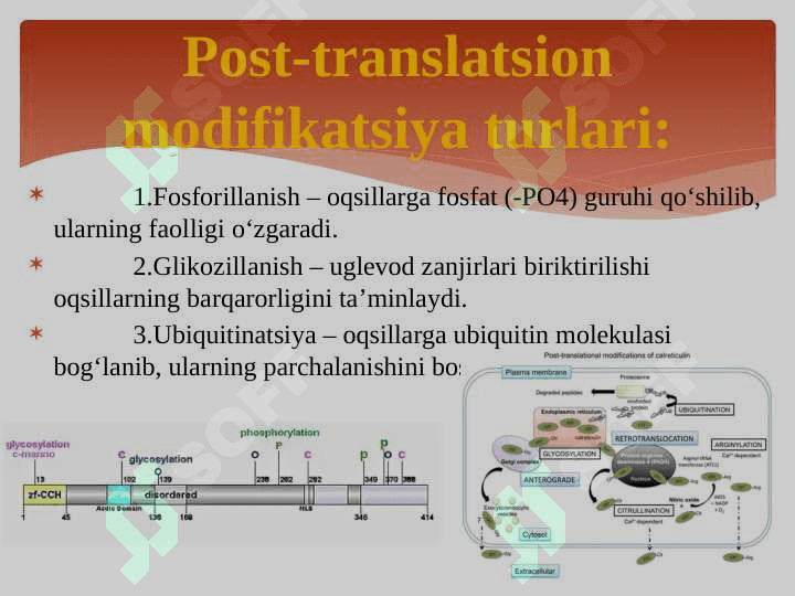 Genlar ta’sirining boshqarilishi,hujayra differensirovkasi 8