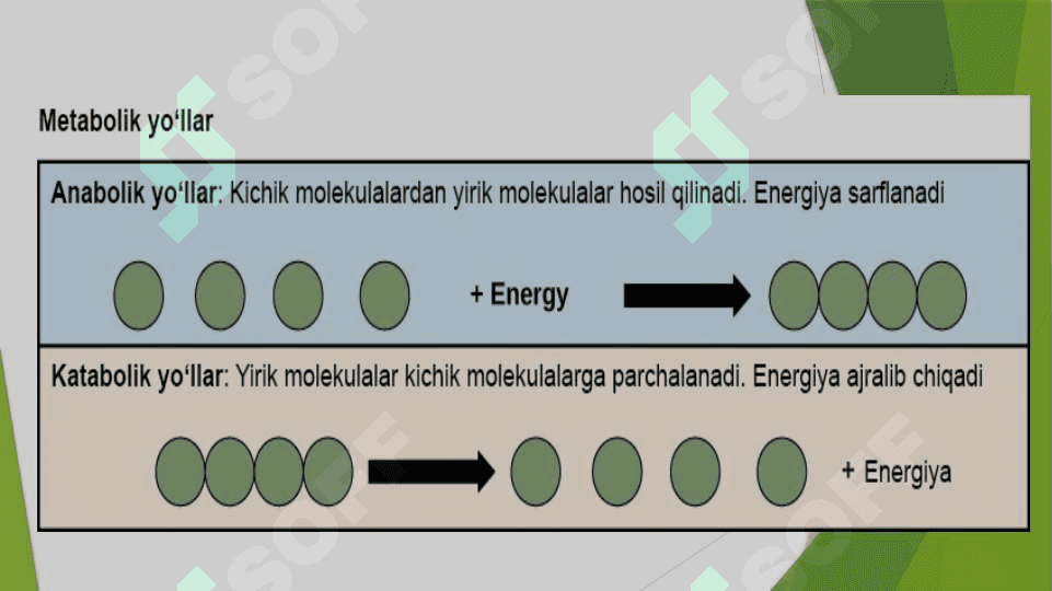 Katabolizmning yo`llari 4