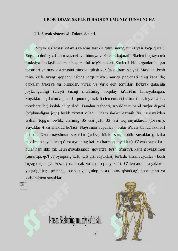 Odam skeleti tuzilishi 4