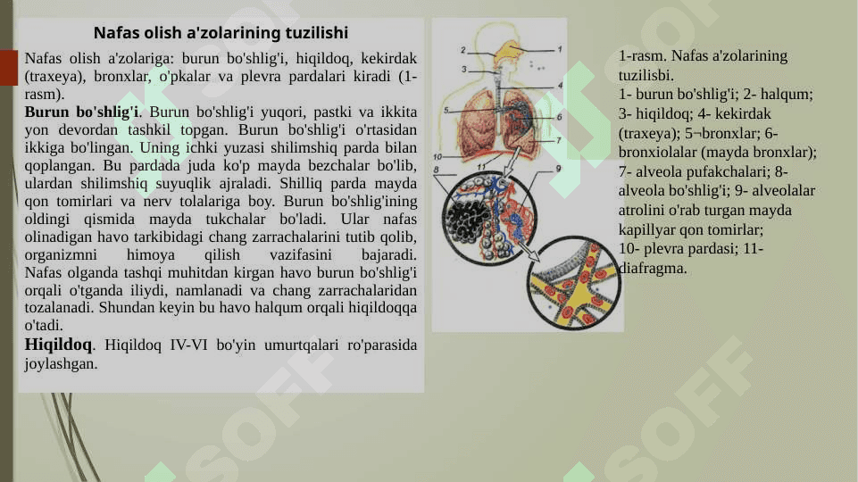 Nafas olish organlari va uning kasalliklari 3