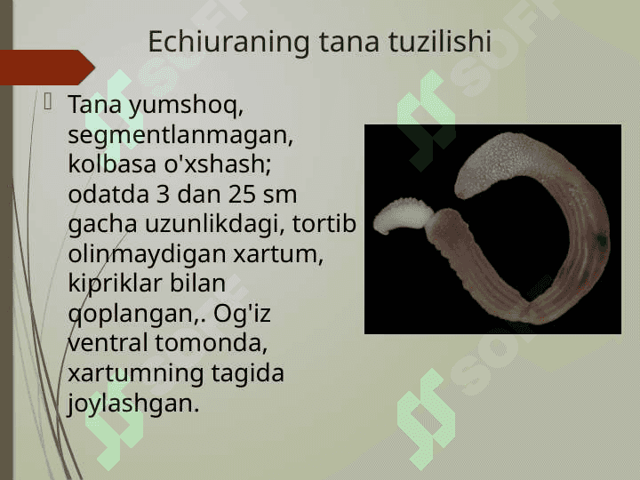 Echiura va Sipuncular 3