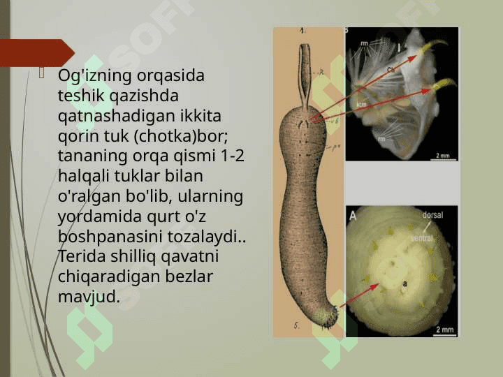Echiura va Sipuncular 4