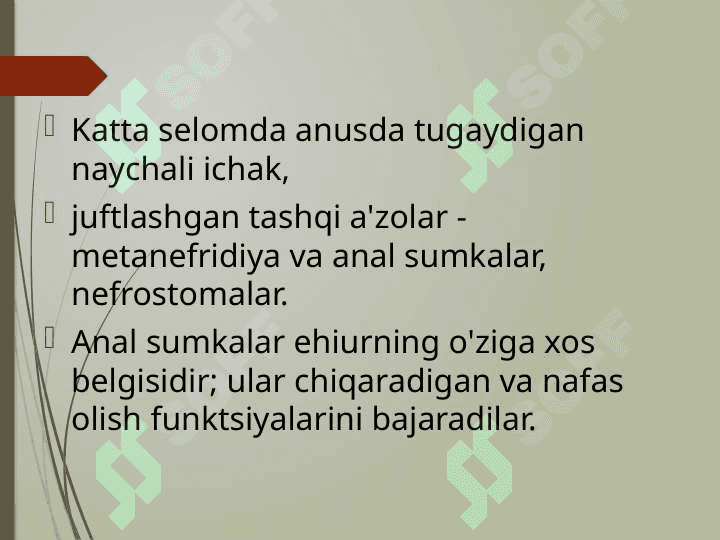 Echiura va Sipuncular 5