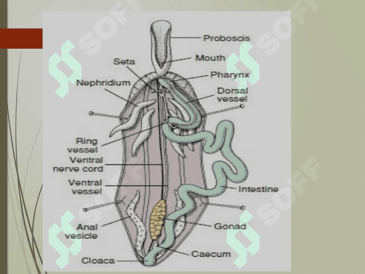 Echiura va Sipuncular 6