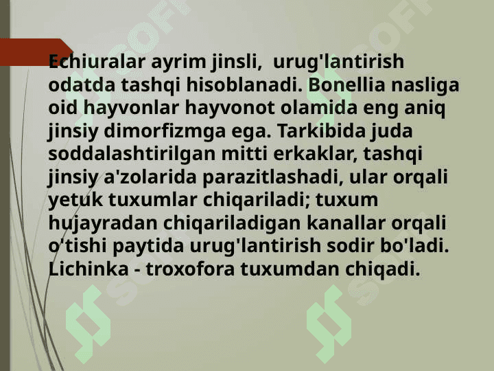 Echiura va Sipuncular 8