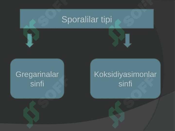 Apikompleksa-sporalilar tipi 4