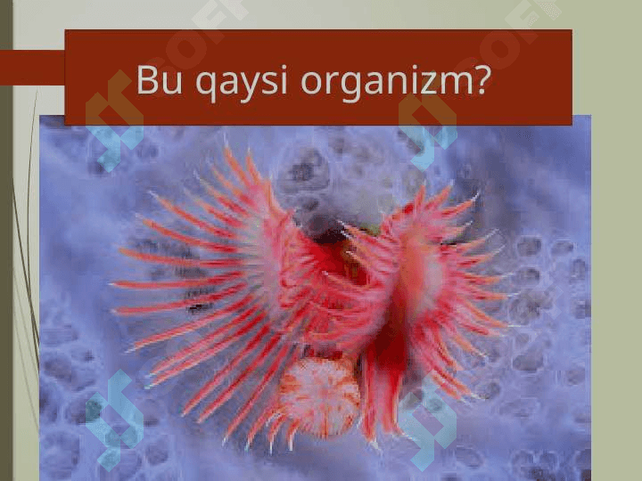 Halqali chuvalchanglar 2