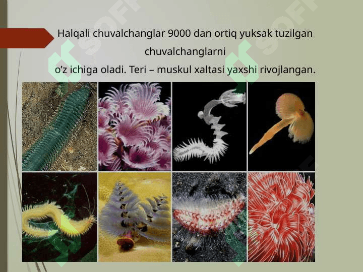 Halqali chuvalchanglar 3