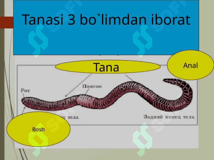 Halqali chuvalchanglar 4