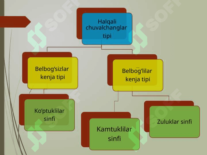 Halqali chuvalchanglar 6