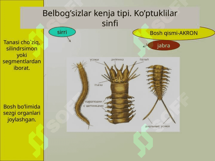 Halqali chuvalchanglar 8