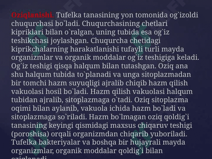 Infuzoriyalar tipi 7