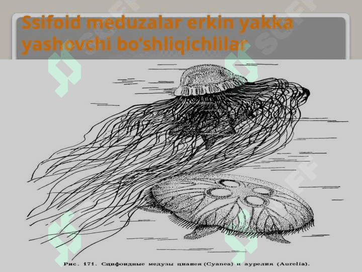 Ssifoid meduzalar. Korall poliplar. Gidroid  poliplar 6