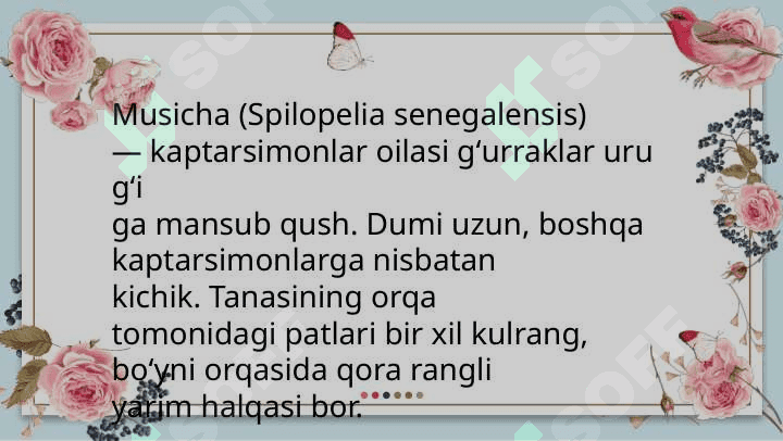 O'troq qushlar,asosiy turlarining hayoti 5
