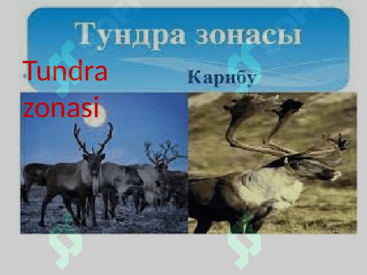 Iqlim mintaqalari va tabiat zonlari 6