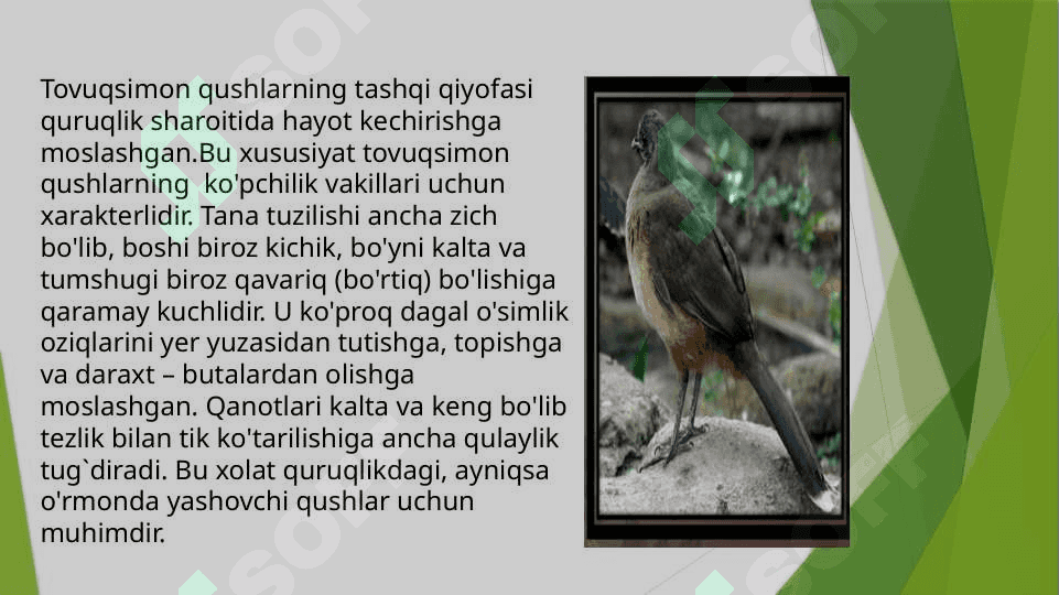 Tovuqsimonlar,asosiy turlarining hayoti 3